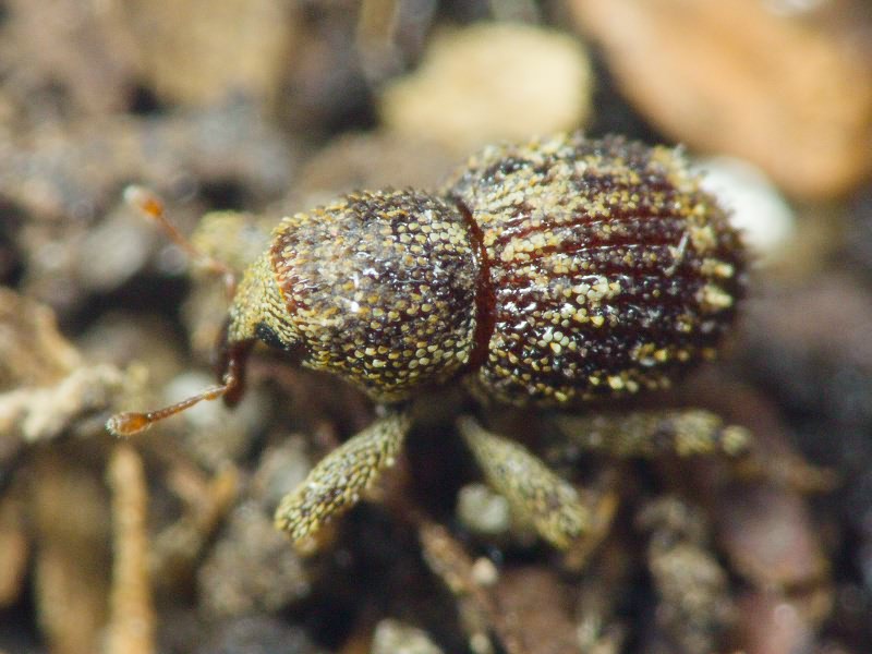 Acalles (Acalles) echinatus (Germar, 1824)